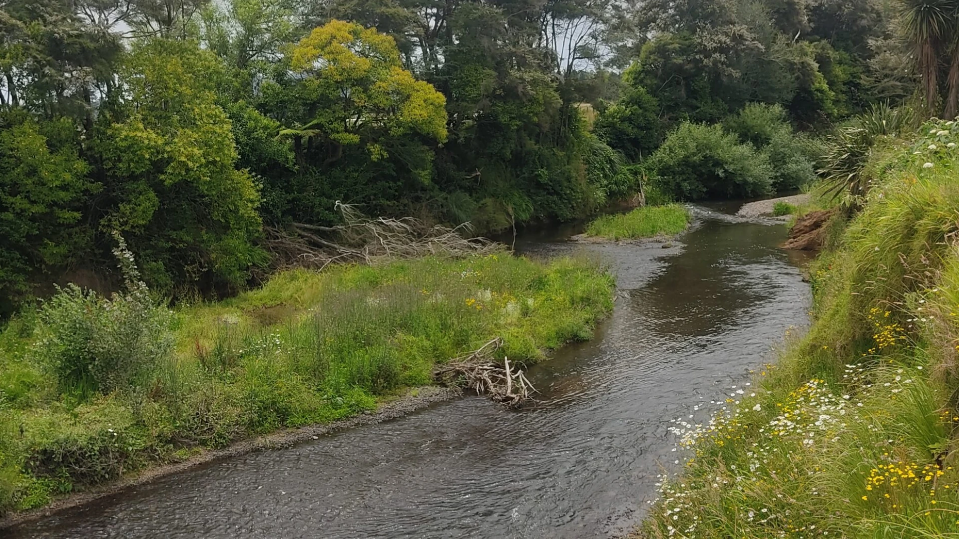 Friends of Te Wairoa Catchment 