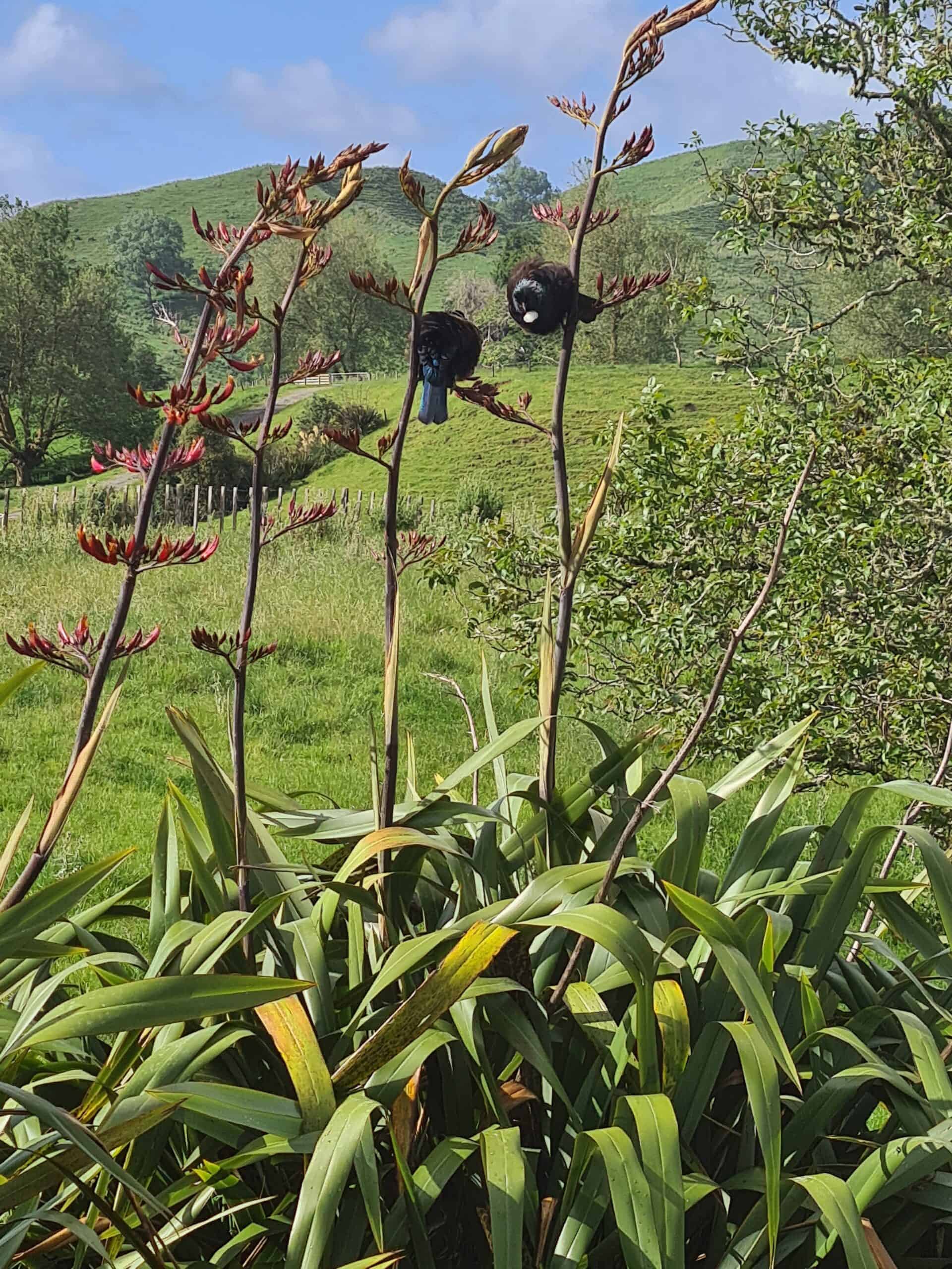 King Country River Care