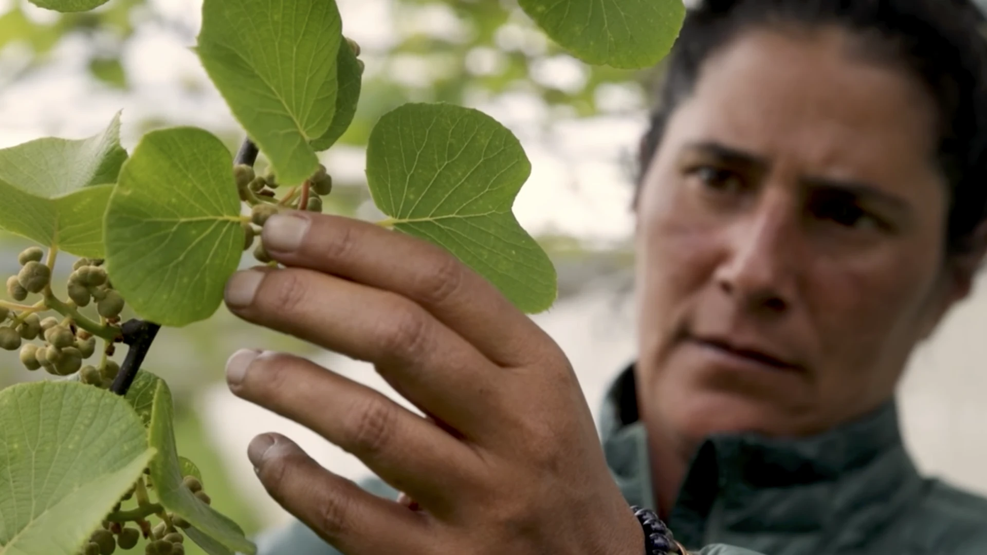 Kiwifruit grower from Bay of Plenty.